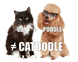 Catoodle