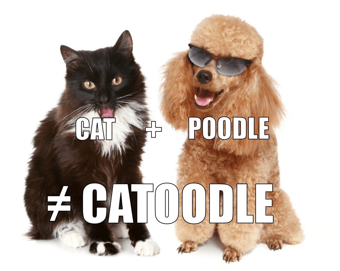 Catoodle