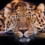 Cute sleepy leopard