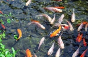 The Leadership Pond Usually Isn’t Stocked with Humble Fish