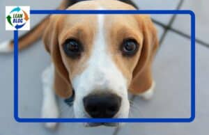 When Begging for Customer Service Scores Hurts Customer Service