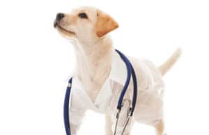 A New In-Progress Book by a Friend: #Lean Veterinary Practice Management