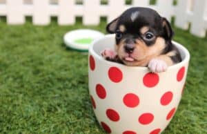 Kaizen in Veterinary Medicine: Addressing Concerns & Championing Continuous Improvement