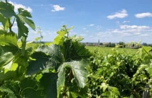 The One Word I Kept Hearing at Wineries in Spain and France