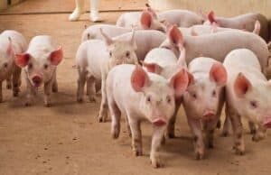 But Pigs and Corn Aren’t Cars! #Lean in Farming