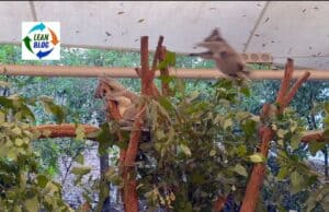 Flying Koalas & The Joy of Unexpected Learning in Australia