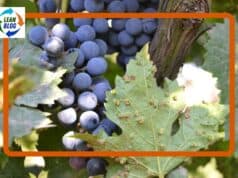 How a Vineyard “Improvement” Nearly Destroyed European Wine — and What We Can Learn from It