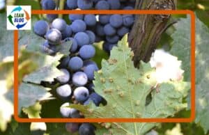 How a Vineyard “Improvement” Nearly Destroyed European Wine — and What We Can Learn from It