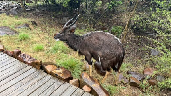 Shaggy dark-coated antelope with long twisted horns standing on grass beside a wooden boardwalk and rocks