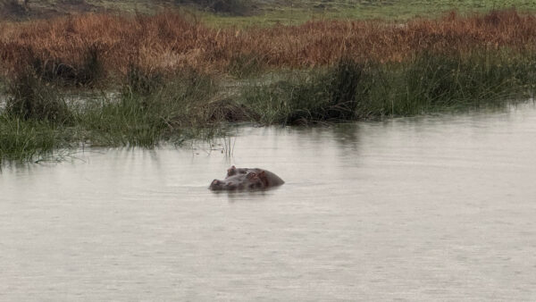 Hippopotamus partially submerged in a calm river, with only its head and back visible above the water, surrounded by tall reeds and grasses along the bank