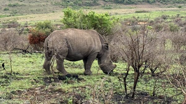 White rhinoceros grazing on a grassy hillside surrounded by bare scrub bushes and green trees