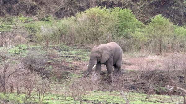 African elephant with tusks walking across a grassy, shrub-covered hillside