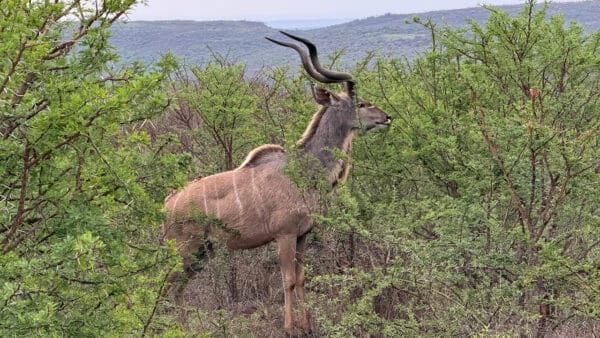 Greater kudu bull with long spiral horns standing among green thorny bushes on a hillside, with a hazy valley in the distance