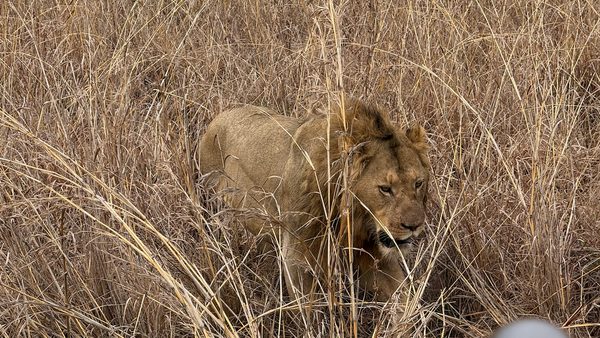 Lion with a light mane walking through dense, tall, dried brown grass, body angled to the right