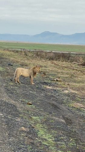 Lion standing on a blackened, ash-covered field, facing forward, with green plains and distant blue mountains under an overcast sky
