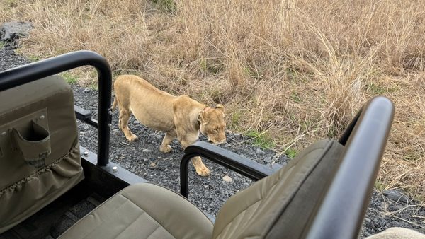 Lioness walking on gravel beside an open safari vehicle, framed between the olive seat backs and black roll bars