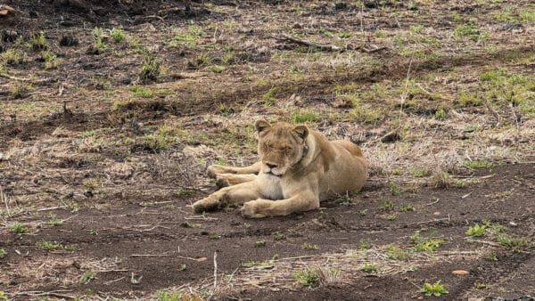 Lioness resting on dry, patchy grass and bare earth in a savanna landscape