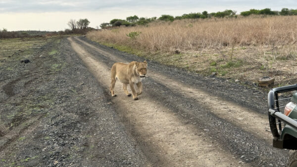 Lion walking along a dirt road through dry savanna grass beside a safari vehicle