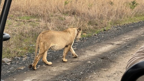 Lioness walking away down a gravel road past dry grass, viewed from a vehicle with a black door frame and side mirror
