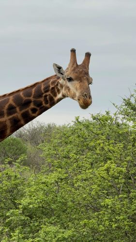 Giraffe head and neck with brown patches angling up from the left above green thorn trees under a pale grey sky