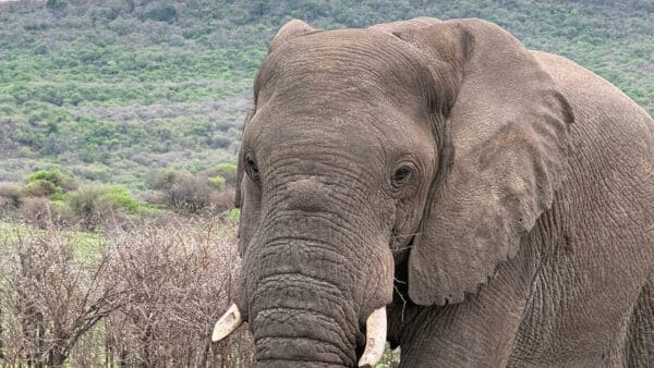 African elephant with wrinkled grey skin and short tusks standing before dry scrub and a green hillside