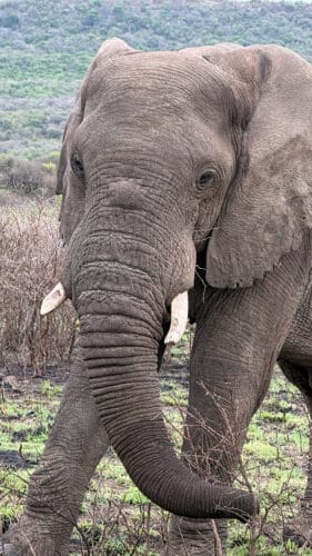 Close-up of an African elephant with short tusks standing in dry brush, green hills in the background
