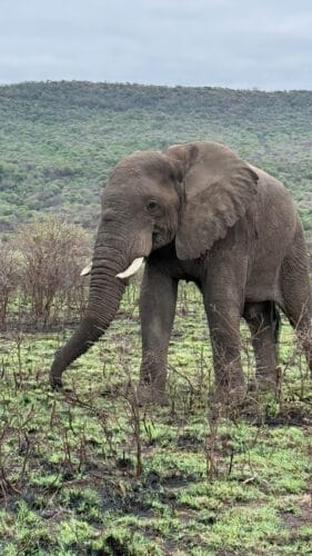 African elephant with tusks standing in low green shrubs on a grassy plain, forested hills rising behind under an overcast sky