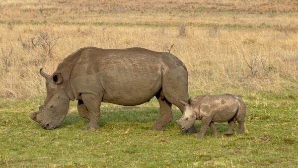 Two grey rhinos, an adult with a long front horn and a small calf, standing on green grass in front of dry veld
