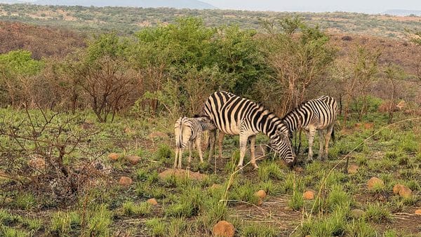 Three zebras grazing among scattered rocks and green grass, with one adult lowering its head to the ground and a foal standing nearby on a scrubby hillside