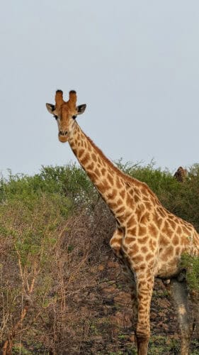 Giraffe standing among dense green shrubs, facing forward with its neck extended upward, against a pale overcast sky