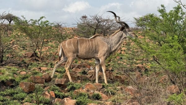 Greater kudu bull with long spiral horns and thin white stripes standing on a rocky, shrub-covered hillside under a cloudy sky
